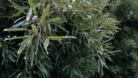 First Snow in the bamboo garden Time Lapse 06 Stock Footage 101939446