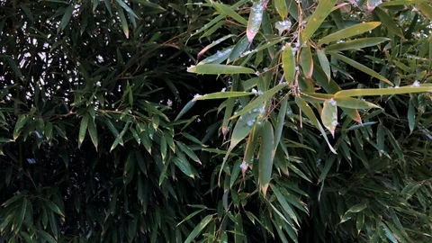 First snow on the Bamboo trees Stock Footage 125053802