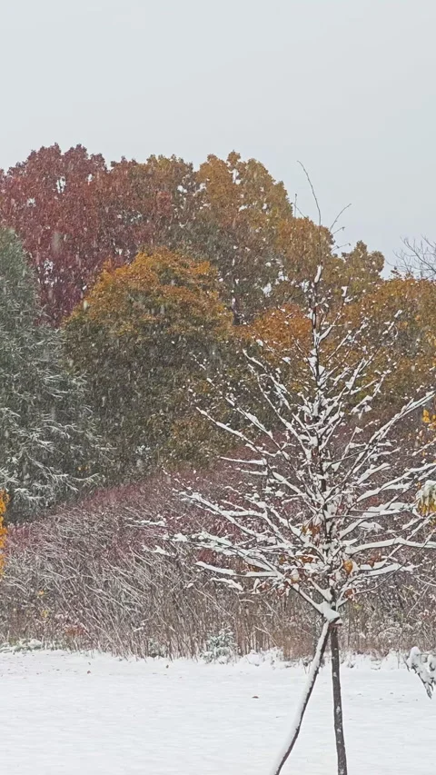 First snow blankets the forest in vibrant colors (vertical video) Video stock 329069626