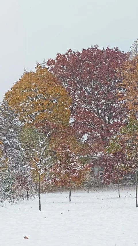 First snow blankets the forest in vibrant colors (vertical video) Stock Footage 329070741