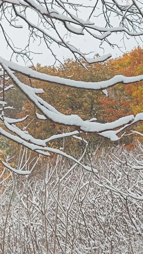 First snow blankets the forest in vibrant colors (vertical video) Stock Footage 329070742