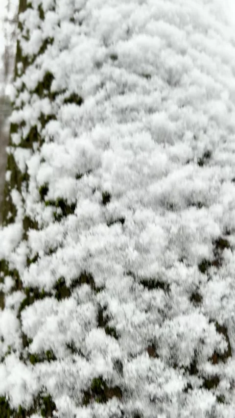 The first snow blankets trees and bushes in a city park Stock Footage 345275052