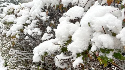 The first snow on the branches of the bushes. Snow-covered bushes. Stock Photos