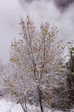 The first snow on the branches. Stock Photos
