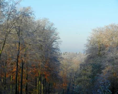 First snow in broadleaf forest Stock Photos