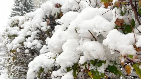 The first snow on the bushes. The first snow fell. Stock Photos