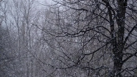 The First Snow Came Down Snow Falling First Snowfall 015 Stock Footage 119002907