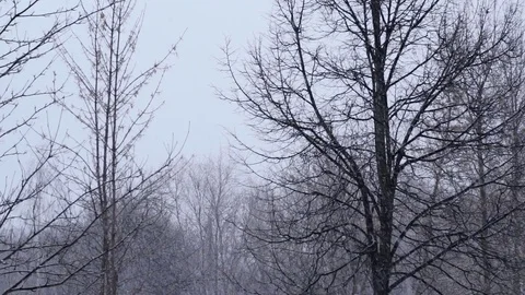 The First Snow Came Down Snow Falling First Snowfall 013 Stock Footage 119002923