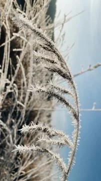 First snow. Close-up of a sprig of wheat covered with hoarfrost Foto stock