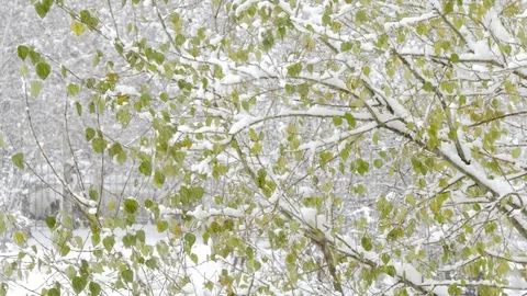 The first snow comes from the sky Stock Footage 97238782
