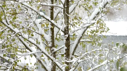 The first snow comes from the sky Stock Footage 97238896