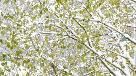 The first snow comes from the sky Stock Footage 97238908