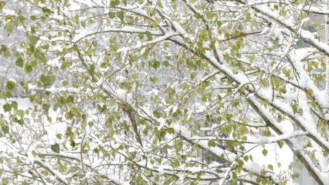 The first snow comes from the sky Stock Footage 97239163