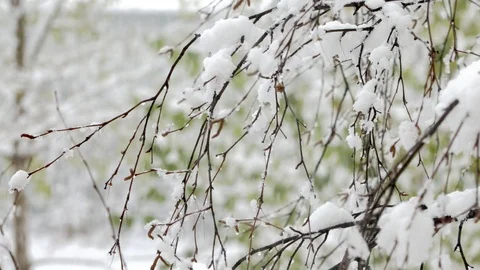 The first snow comes from the sky Stock Footage 97239311