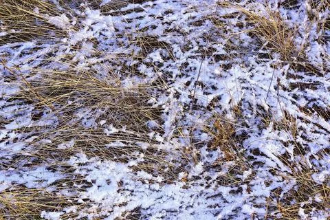 The first snow of the coming winter covers dry yellow stalks of autumn grass  Stock Photos