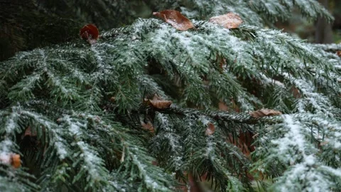 First Snow on Conifer Stock Footage 255664919