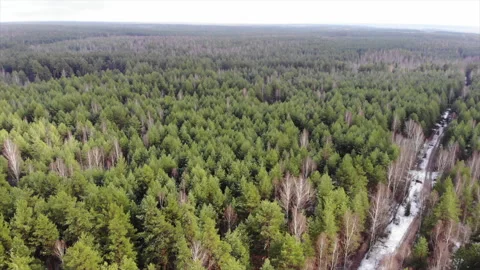 The first snow in the coniferous forest Stock Footage 160891643