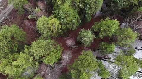 The first snow in the coniferous forest Stock Footage 160891821