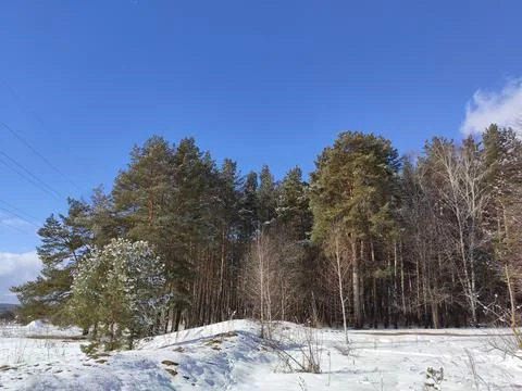 The first snow in the coniferous forest Stockfoto's