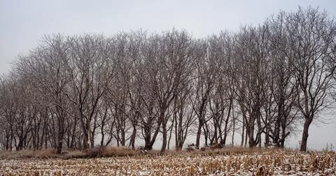 The first snow in the corn field. Winter came, trees without leaves and lit.. Stock Photos