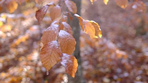 First snow covered autumn colored leaves in tree, tree brand with yellow leaves Stock Footage 147589902