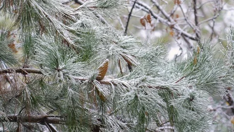 The first snow covered the branches with cones. Pine branches with cones covered Video stock 120282247
