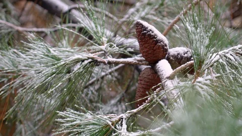 The first snow covered the branches with cones. Pine branches with cones covered Video stock 120283655