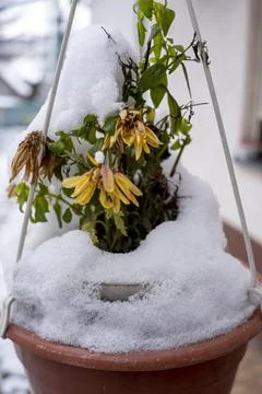 The first snow covered the bright fall flowers Stock Photos