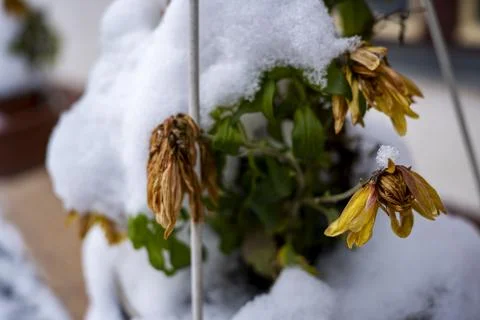 The first snow covered the bright fall flowers. Stock Photos