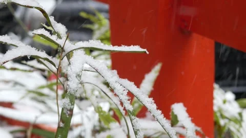 First snow is covering on tree leaves branches on tree in winter time.Tree .. 動画素材 278264149