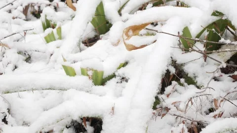 First snow is covering on tree leaves branches on tree in winter time.Tree .. Stock Footage 294915564