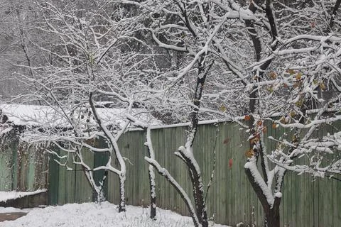 First snow at the dacha bare branches of bushes covered with snow, Moscow, .. Stock Photos