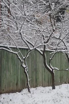First snow at the dacha bare branches of bushes covered with snow, Moscow, .. Stock Photos