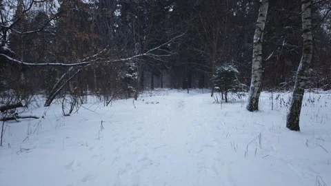 The first snow in December in the forest Video stock 166152272
