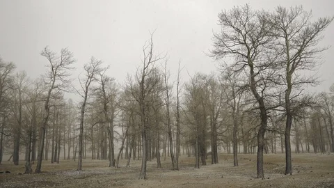 First snow in deciduous forest plain. Bad autumn weather: snowfall in woodland Stock Footage 103109521