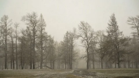 First snow in deciduous forest plain. Bad autumn weather: snowfall in woodland Stock Footage 103109686