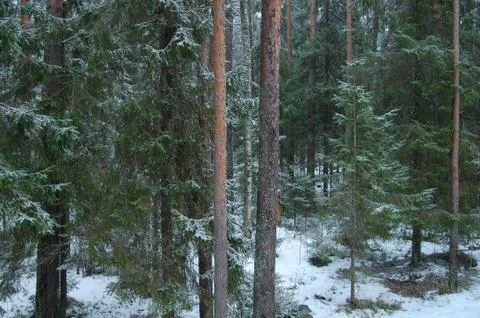 First snow in a dense pine forest. Stock Photos