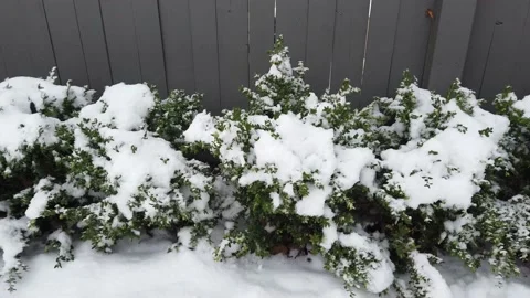 First snow fall on a bush tracking shot Stock Footage 144053093