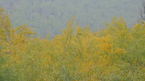 First snow with fall leaves still on the trees Stock Footage 81697184