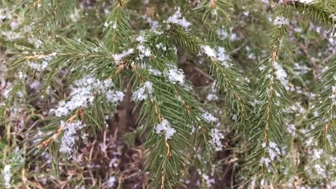 First snow fall on the new year tree Stock Footage 69091132