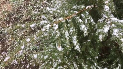 First snow fall on the new year tree Stock Footage 69091287