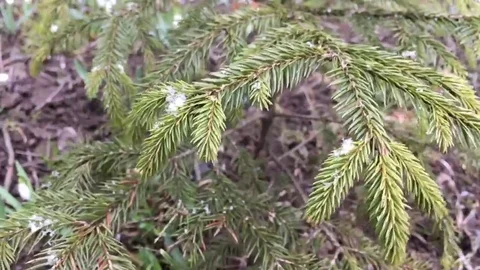 First snow fall on the new year tree Stock Footage 69091384