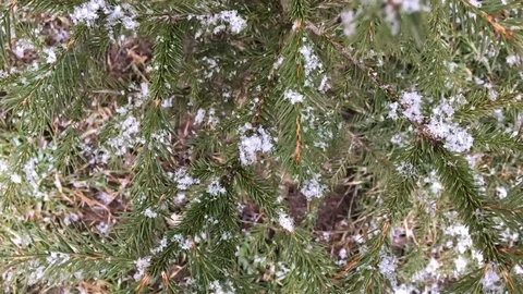 First snow fall on the new year tree Stock Footage 69832637