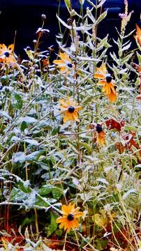 First snow fall Stock Photos