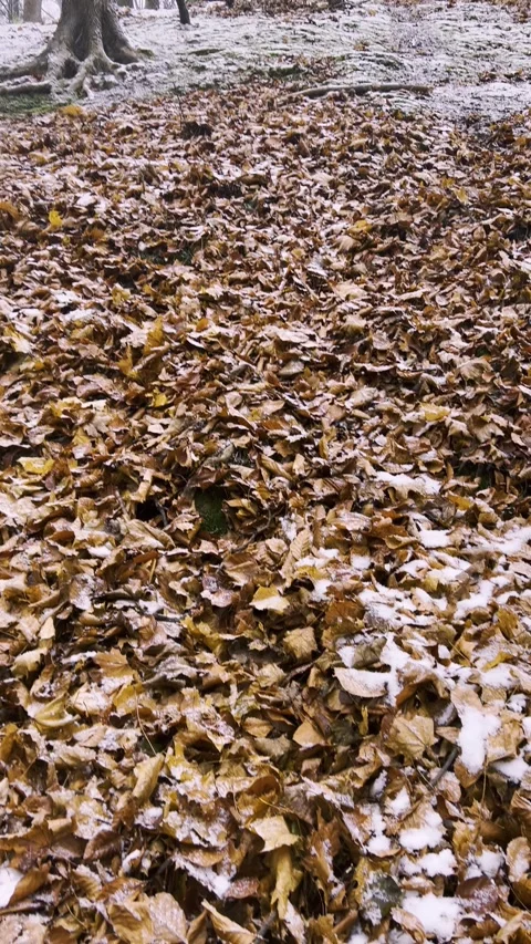 The first snow on fallen beech leaves in the forest. Vertical video. Stock-Footage 299712431