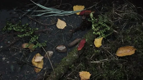 First snow falling on beautiful autumn ground Stock Footage 168571136