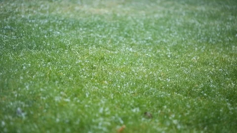 First Snow Falling On Grass Meadow, winter background Stock Footage 102351965
