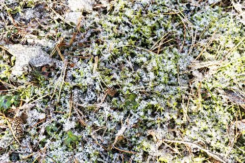 First snow falling on green grass and moss in forest Selective focus Winter Stock Photos