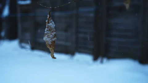 First snow falling on a hanging leaf in a backyard Stock Footage 324698382