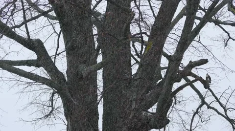 First snow falling with tree trunk and branches background 4k Stock Footage 45425017